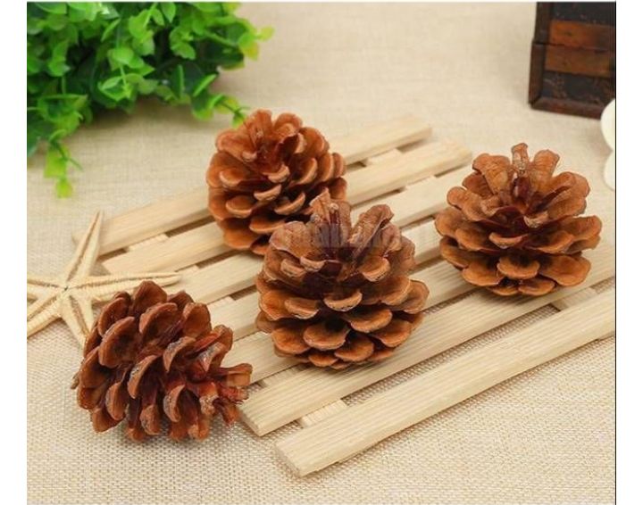 biji pinus (all size)