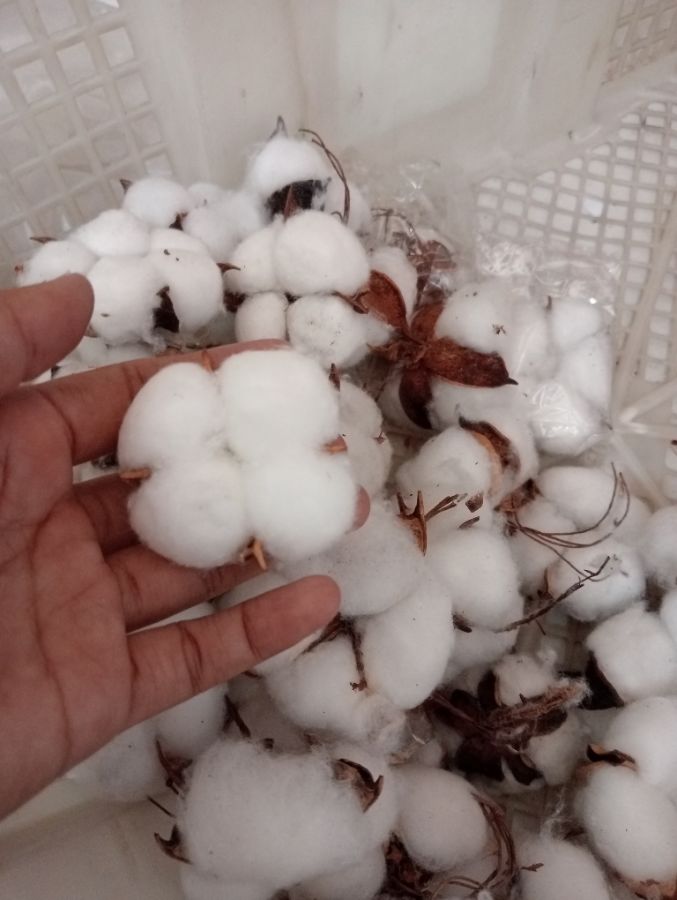 bunga kapas tanpa tangkai (kepala saja putih)