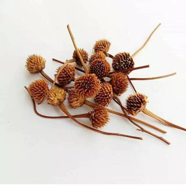 bunga marigold