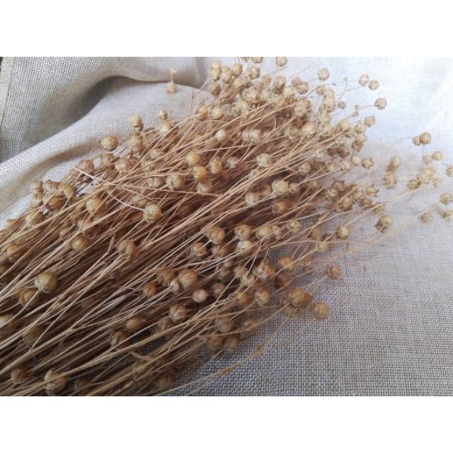 coriander