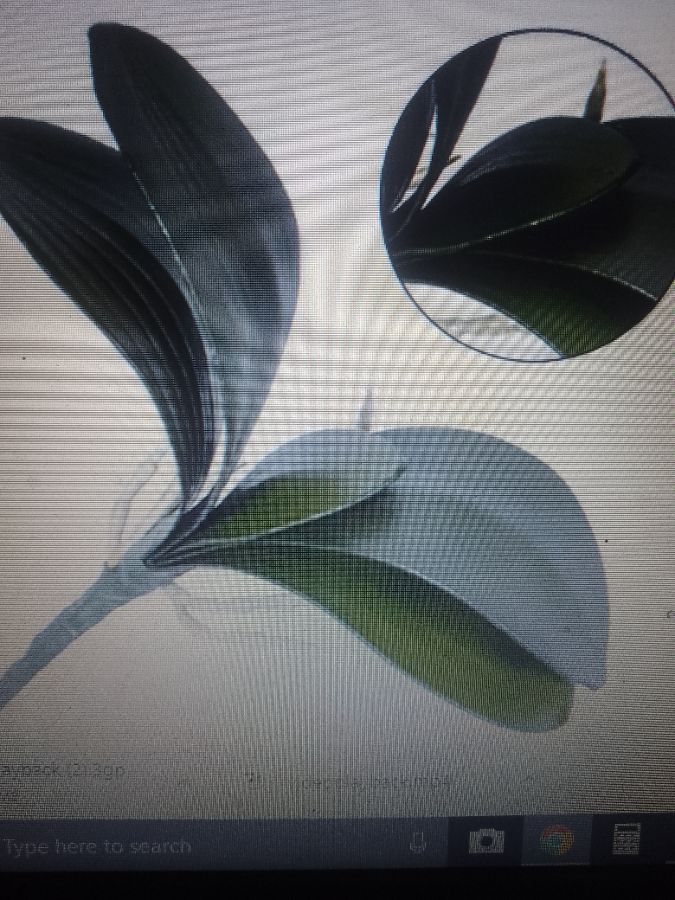 Daun anggrek latex artificial hiasan ruangan