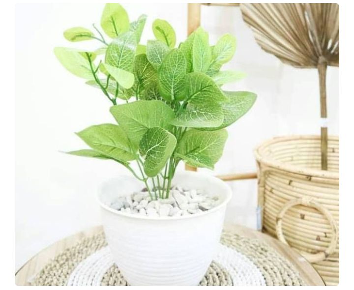 Daun dolar besar tanaman eucalyptus 