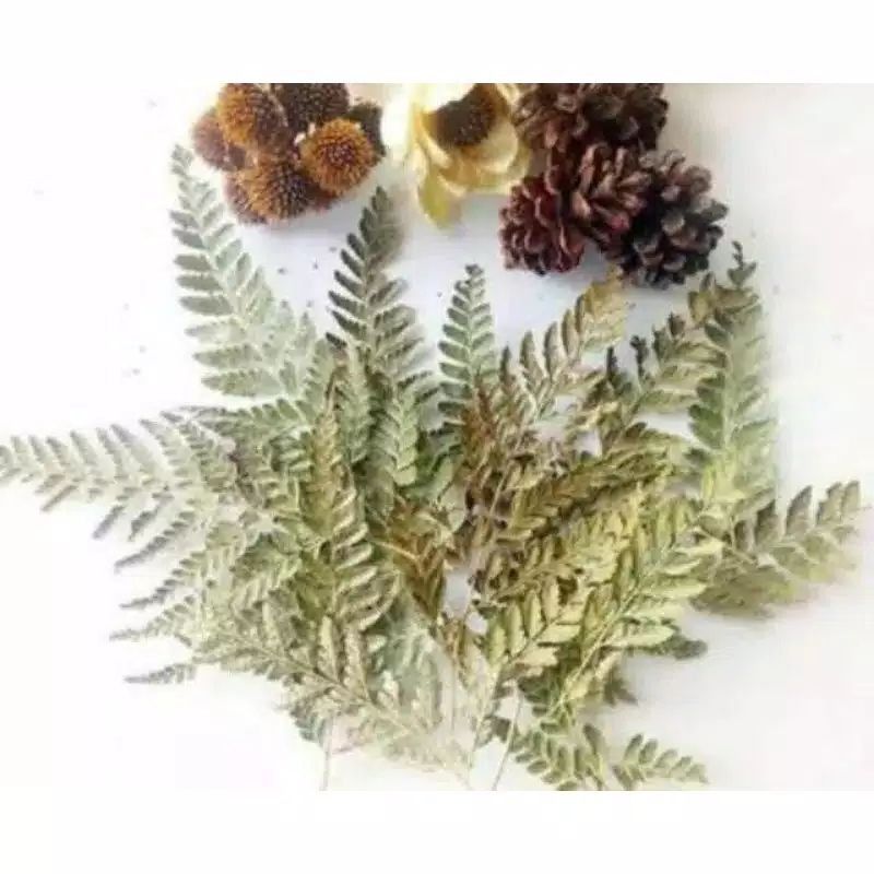 daun pakis kering natural