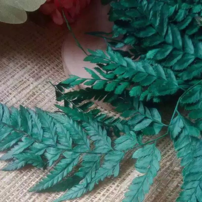 daun pakis kering (Hijau Tua)