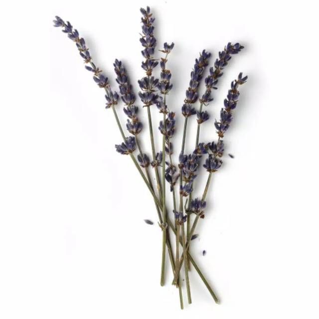 Dried Flower Lavender Premium 10