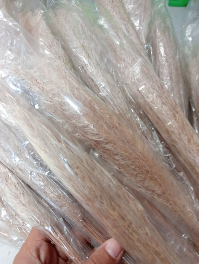 ilalang / pampas kering
