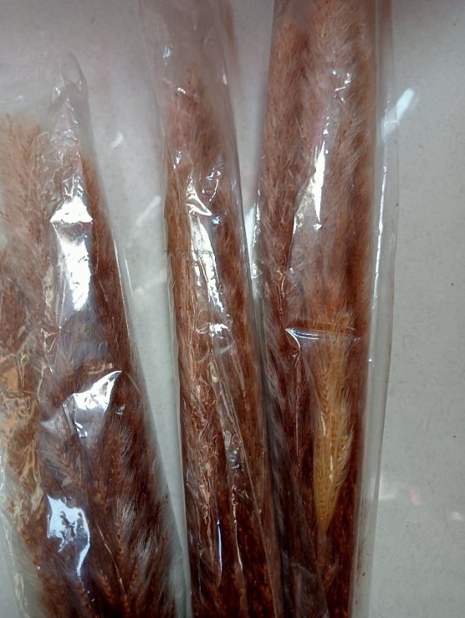 pampas bulu mini
