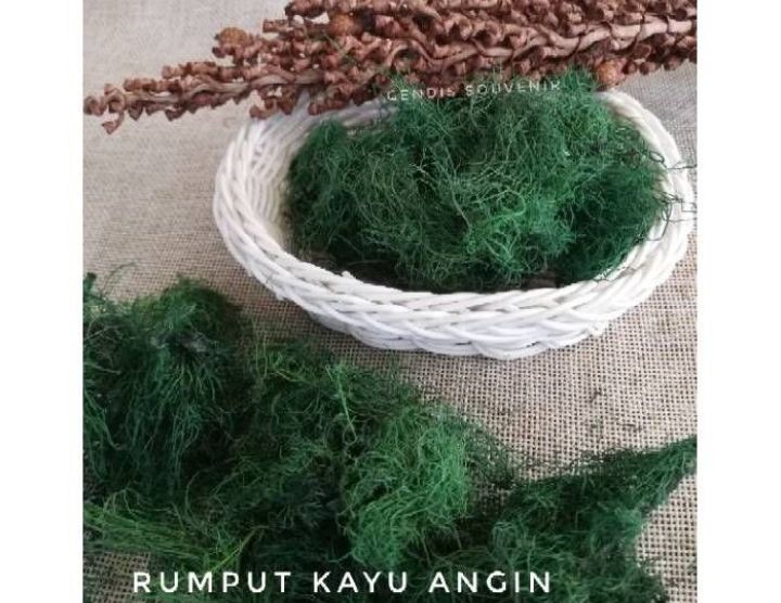 Rumput kayu angin