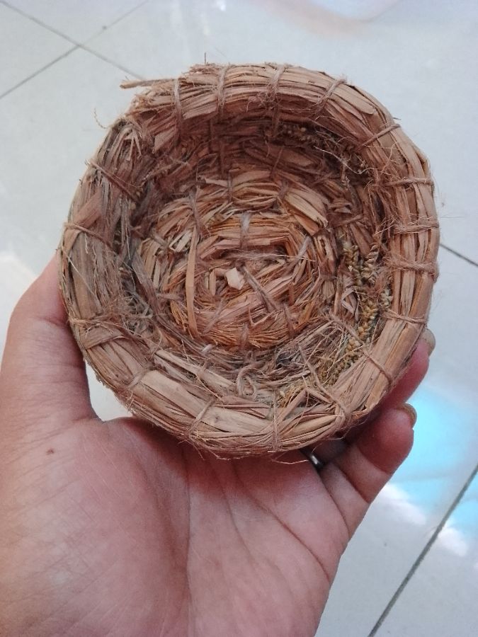 Sarang burung kenari alas tempat cincin lamaran 