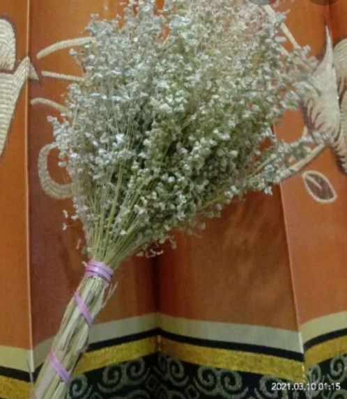 wildery grass 