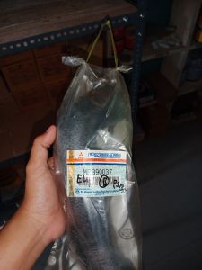 SELANG RADIATOR PS135 B MB390037