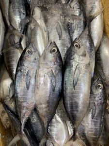 Tuna Sirip Kuning (Tongkol Sisik)