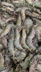 Udang Tiger Kepala