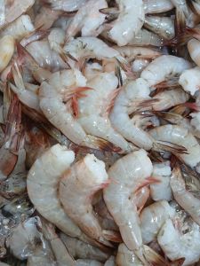 Udang White Headless