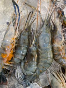 Udang Galah B