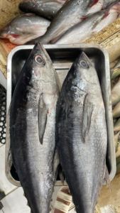Tuna Sirip Biru(Tongkol Sisik)