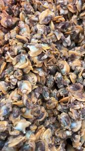 Kerang Dara Kupas 