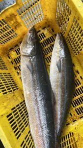 Bandeng Laut