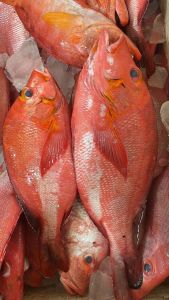 Kakap Merah Dafa