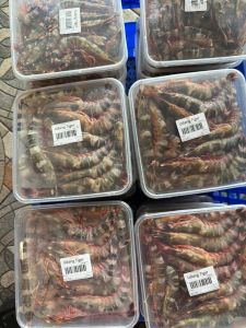 Udang tiger