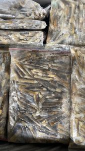 Kerang Bambu
