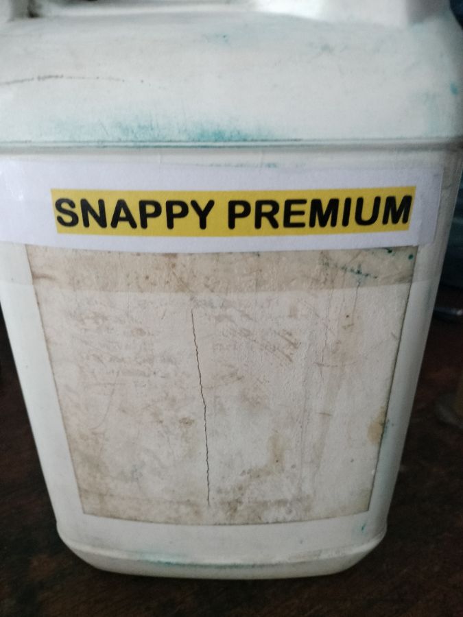 Snappy premium. Bibit senepi. Senapi premium 
