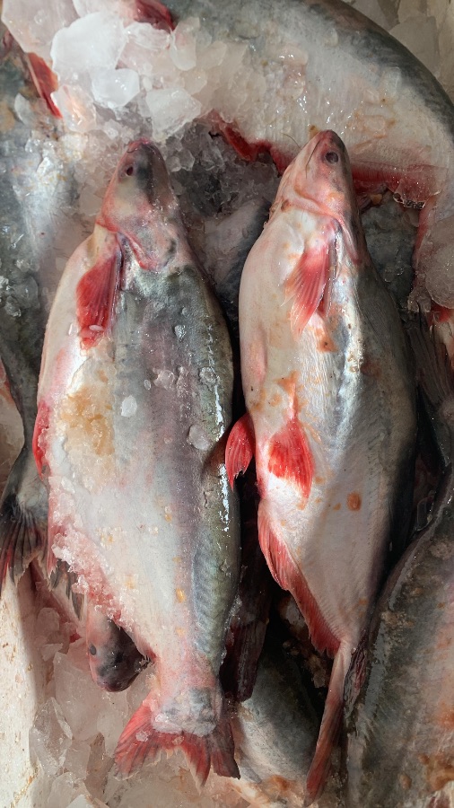 Patin Banjar 