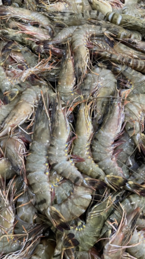 Udang Tiger Kepala