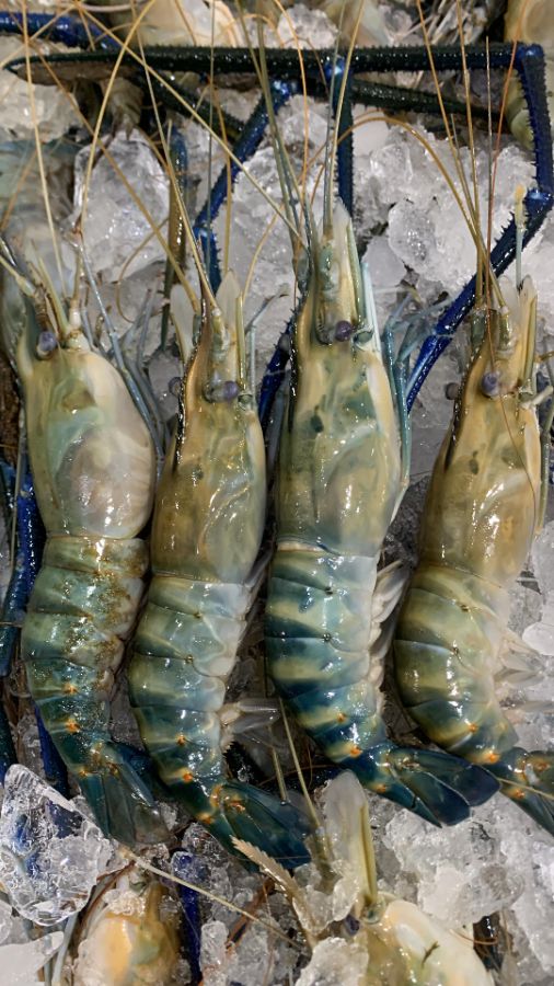 Udang Galah A