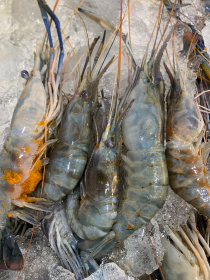 Udang Galah B