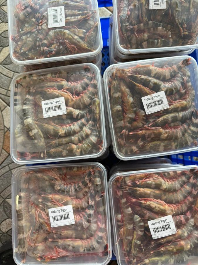 Udang tiger