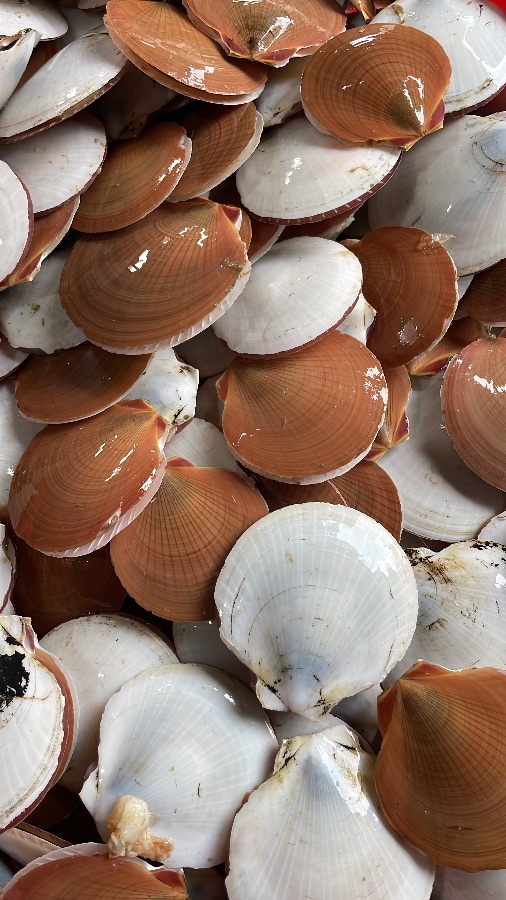 Kerang Simping Ecer