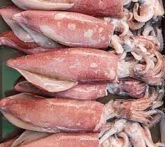 Cumi-cumi jumbo