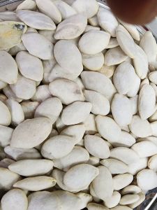 KWACI PUTIH