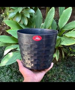 POT 25 ASOKA ALEXIS 