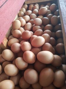 Telur Ayam