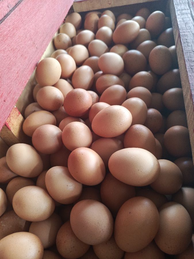 Telur Ayam