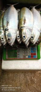 Ikan Kembung/ Banyar
