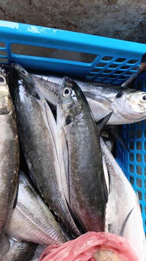 Ikan Karas