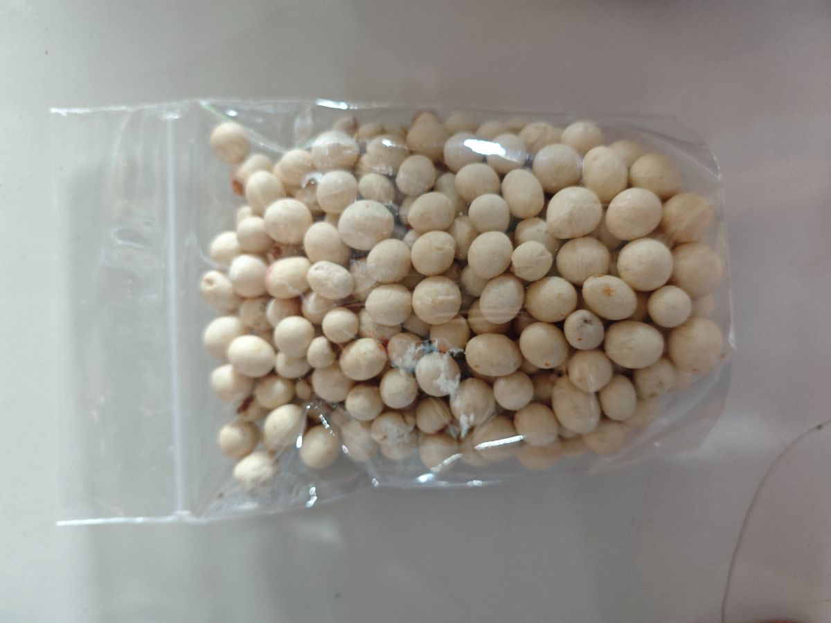 Pilus Giga Ori