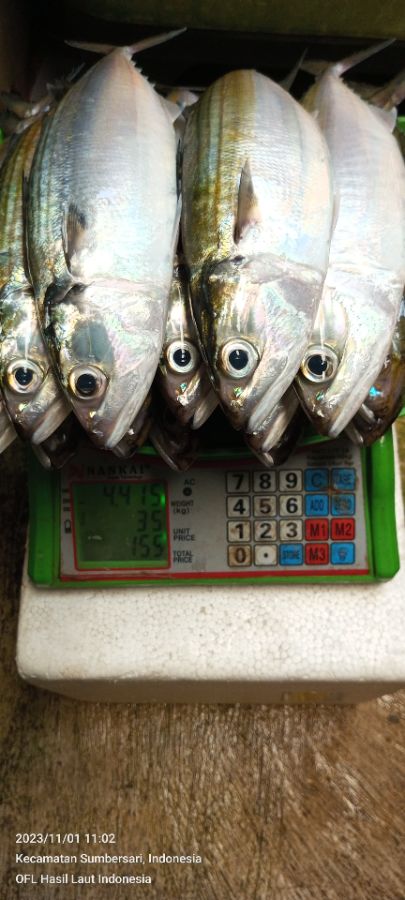 Ikan Kembung/ Banyar