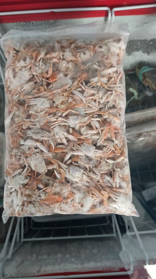 Baby Crab